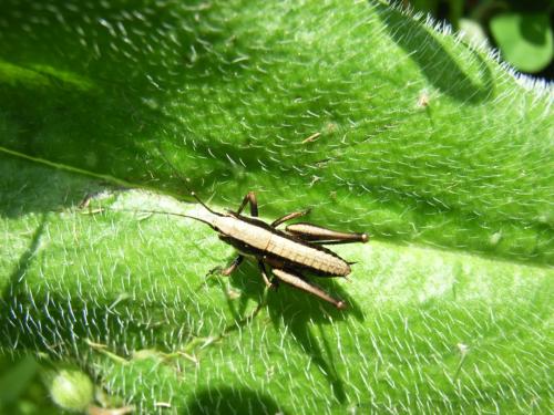 Réf. 298 380 : Tettigoniinae inconnu
